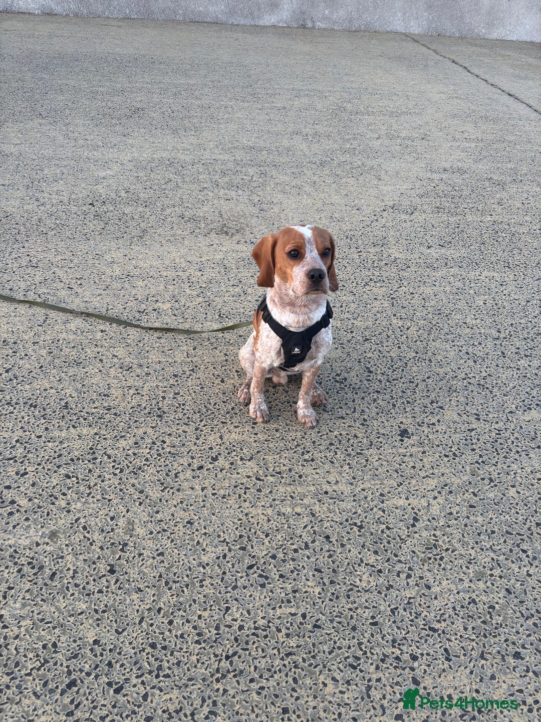 Beaglier dogs for sale: 13 month old beaglier  - Advert 15