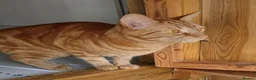 Mixed Breed cats for adoption: JASPER - Advert 2