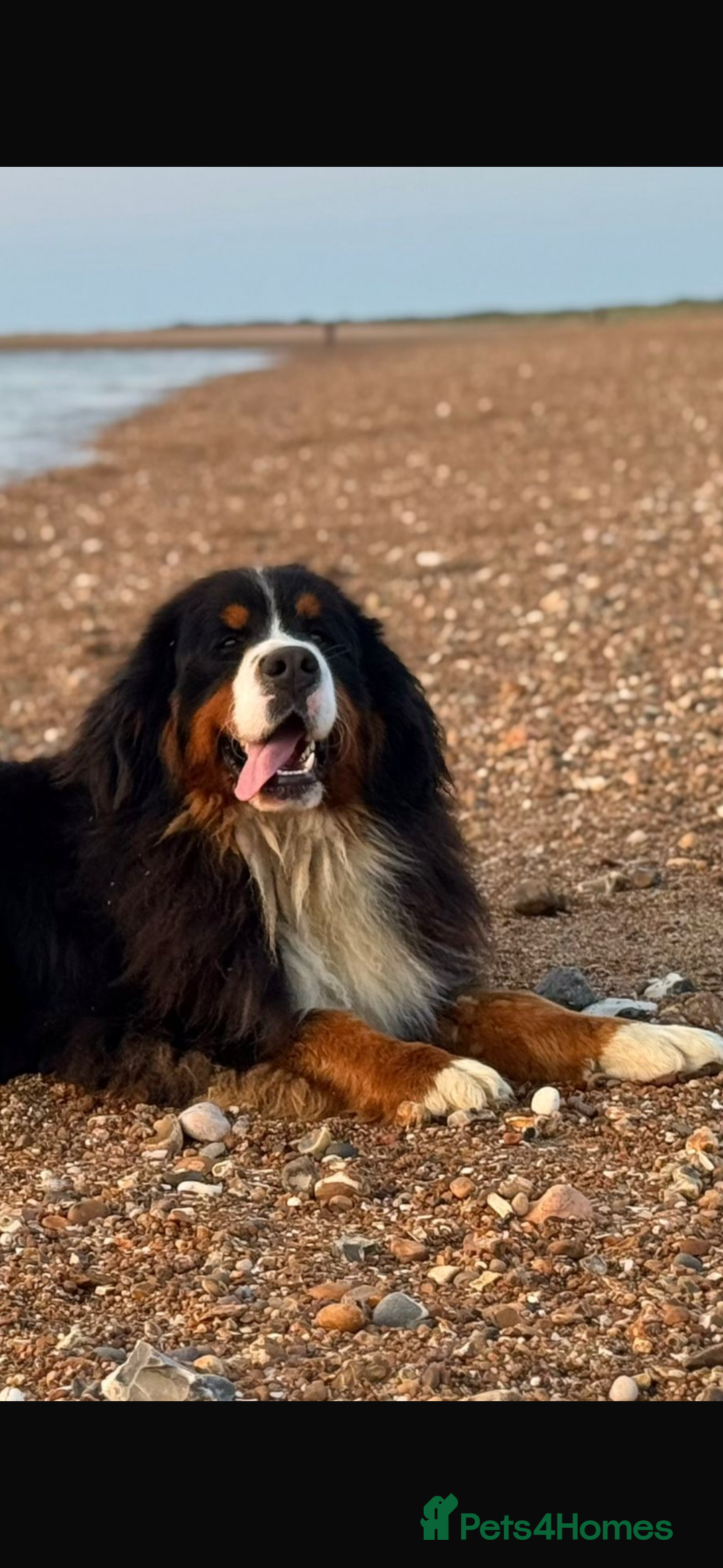Bernese Mountain Dog dogs for stud: Gorgeous Bernese stud Maui - Advert 11