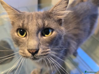 British Shorthair cats Beautiful Young Grey Male Cat - Advert 2