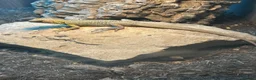 Lizard reptiles for sale: RARE Vietnamese Butterfly Agamas  - Advert 5