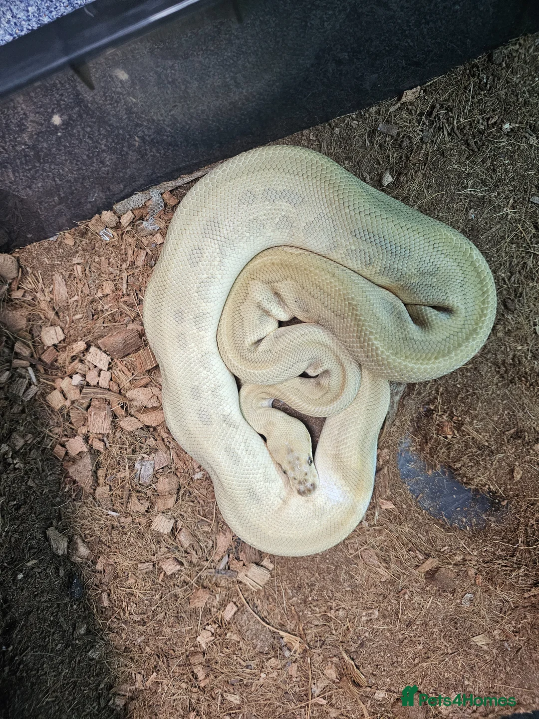 Leopard Gecko reptiles for sale: Cresties and Royals  - Advert 2