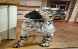 English Setter dogs for adoption:  Ron  in Woolacombe - Image 1