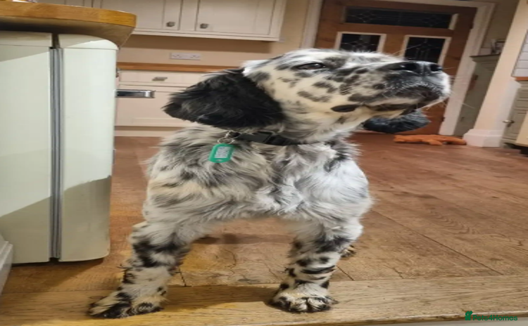 English Setter dogs in Woolacombe - Advert 2
