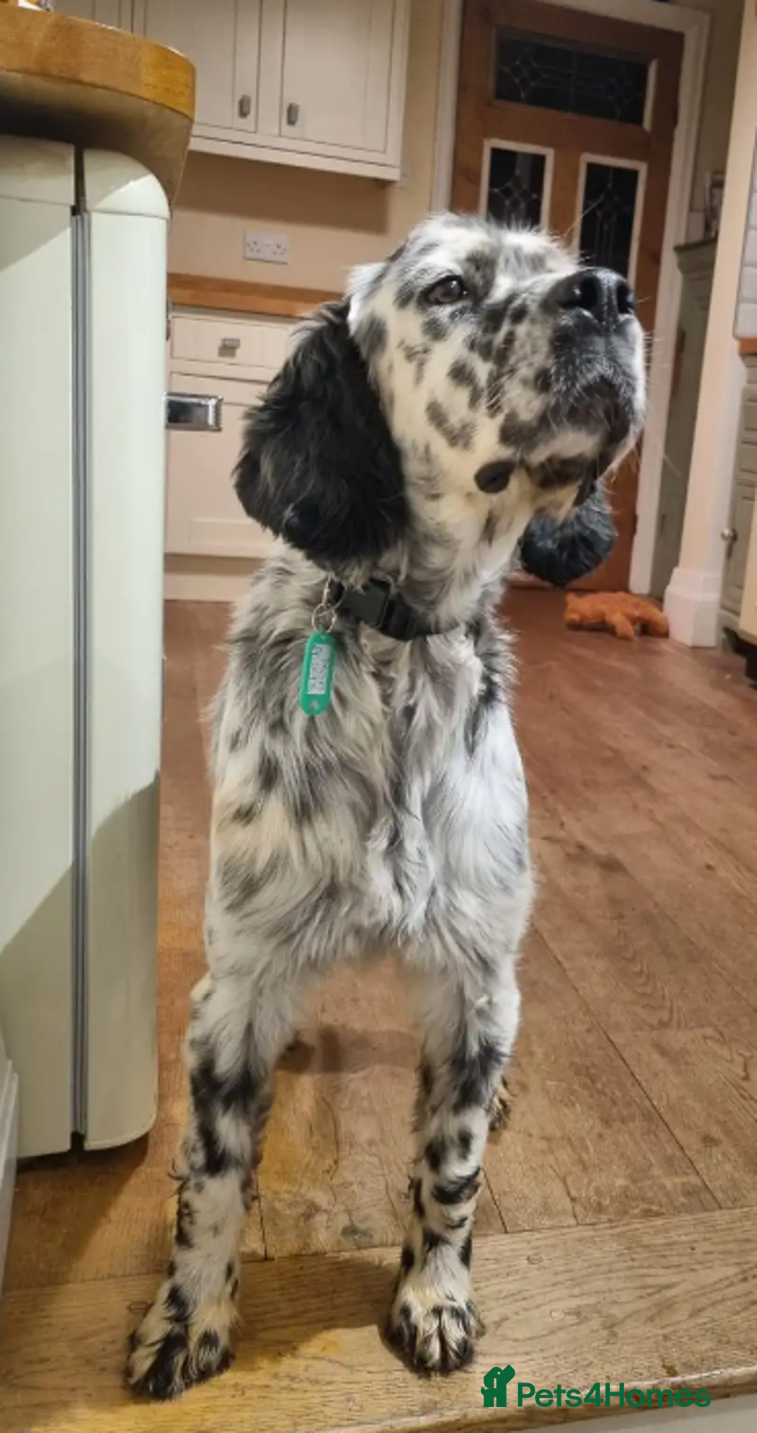 English Setter dogs for adoption:  Ron  in Woolacombe - Image 1