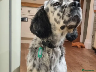 English Setter dogs in Woolacombe - Advert 9