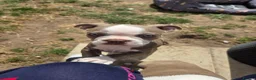 Boston Terrier dogs for sale: 8th Generation KC Reg Boston Terrier Puppies  - Advert 4