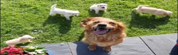 Golden Retriever dogs for sale: Quality Health Tested KC Golden Retrievers - Advert 20