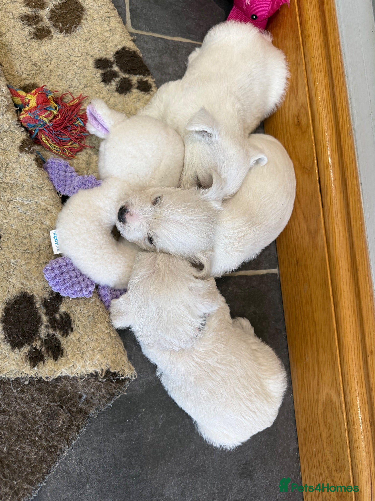 West Highland Terrier dogs KC REGISTERED BOYS AND GIRL  - Advert 2