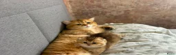 British Shorthair cats for sale: 2 BSH amazing boy from champion line  - Advert 4