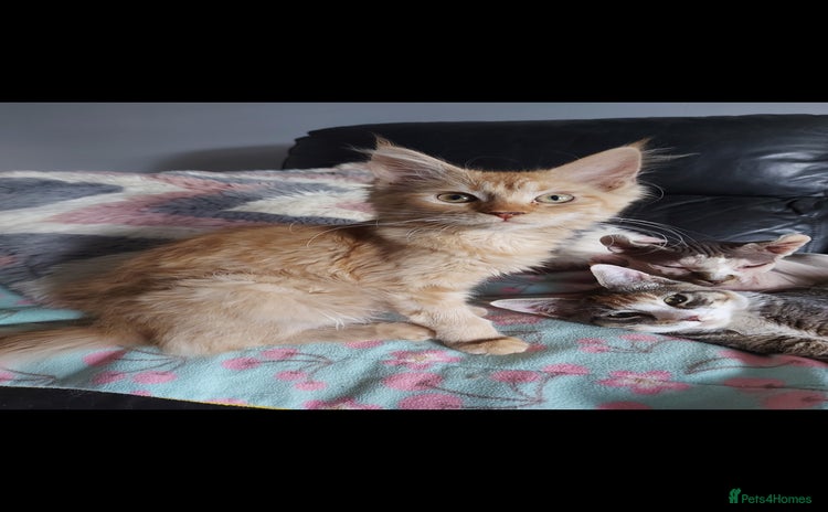Maine Coon cats - Advert 6