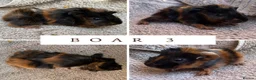 Guinea Pig rodents for sale: 3 Abyssinian Boars - Advert 3