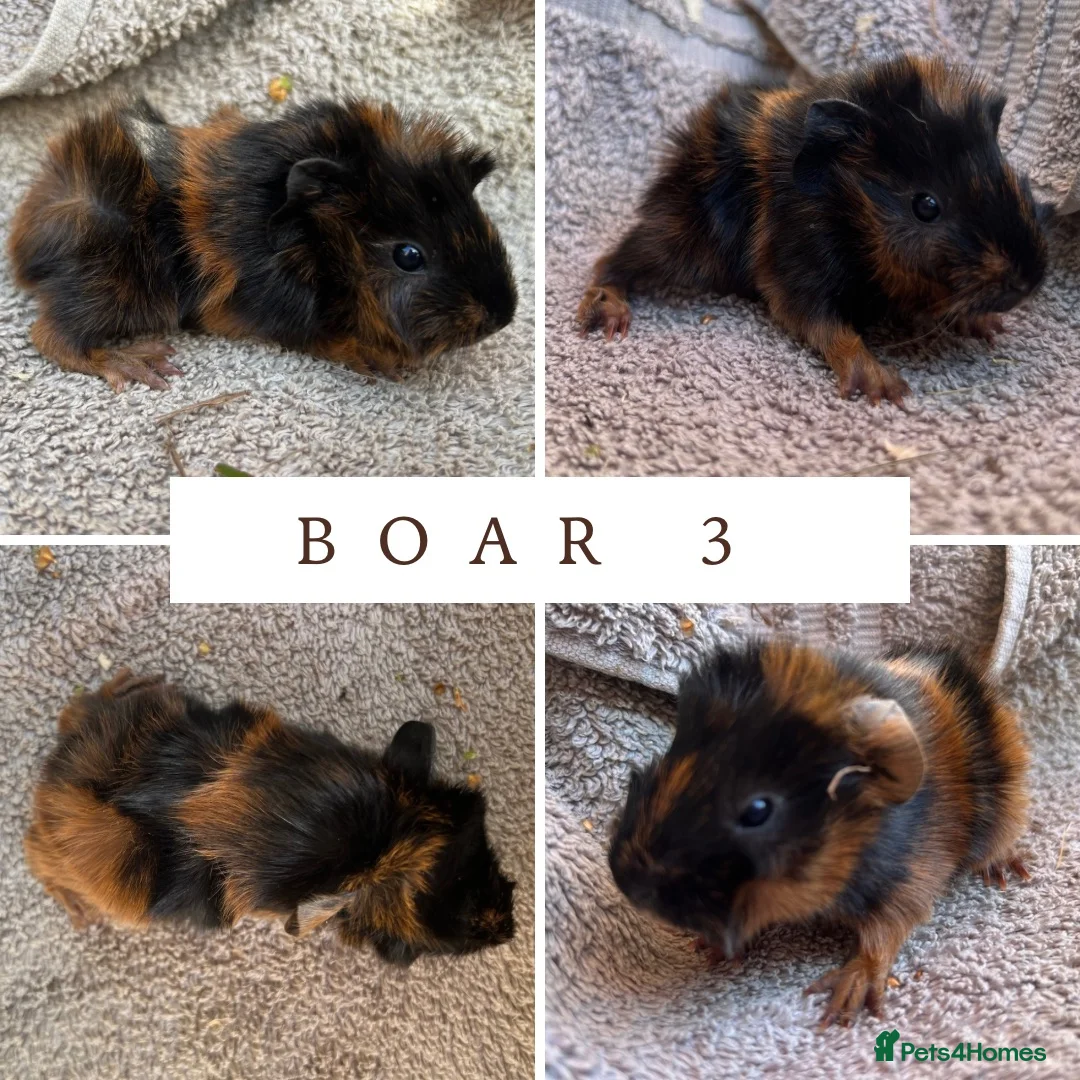 Guinea Pig rodents for sale: 3 Abyssinian Boars - Advert 3