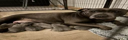 Staffordshire Bull Terrier dogs for sale: Beautiful Blue Staffordshire Bull Terriers🤍 in Llanybydder - Advert 3