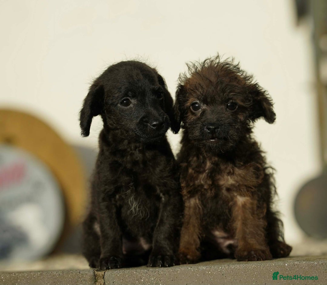 Jackapoo dogs for sale: Adorable Jackapoo Puppies  - Advert 2