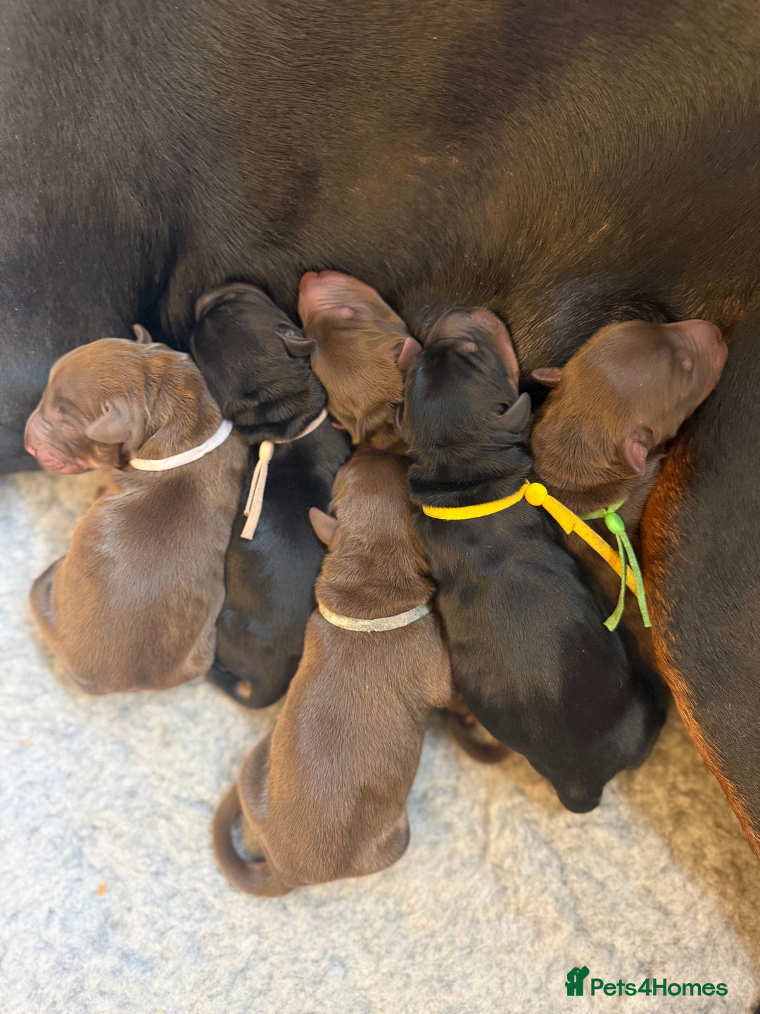 Dobermann dogs for sale: OUSTANDING DOBERMAN PUPS - READY MID FEB - Advert 3