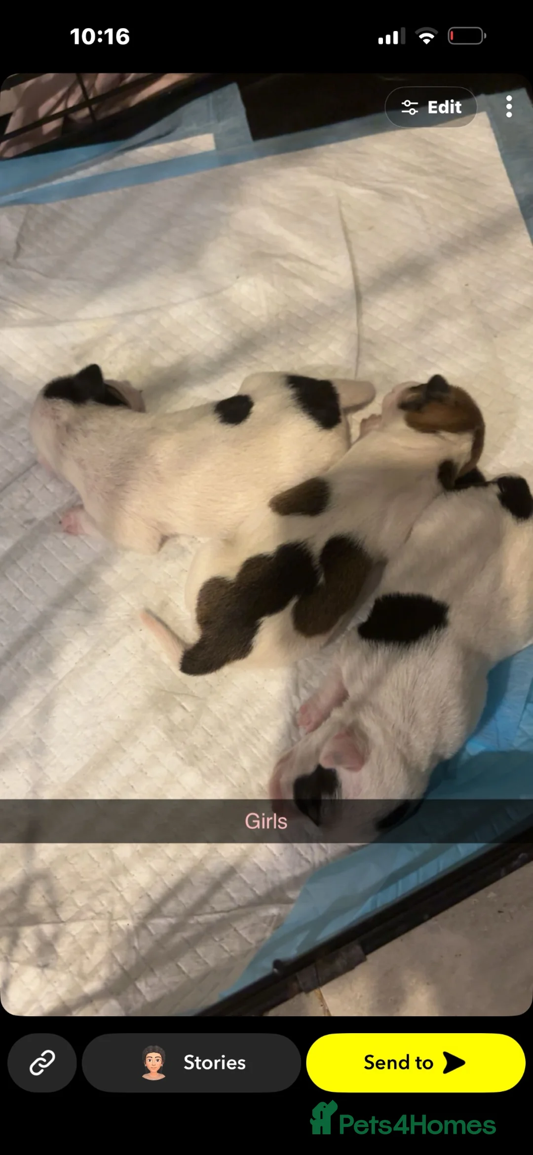 Mixed Breed dogs for sale: 9 stunning puppies looking for there loved home  - Advert 2