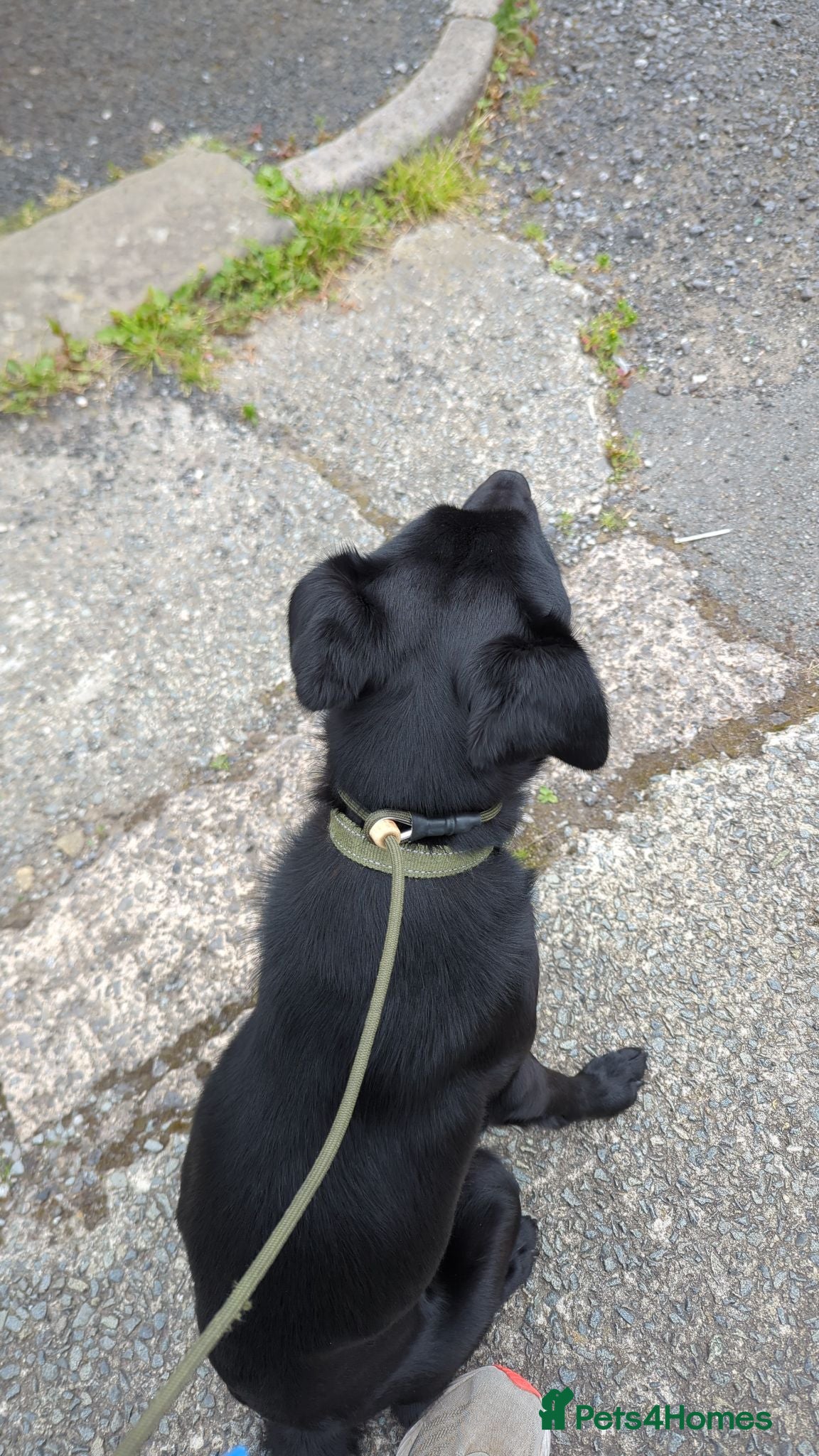 Borador dogs 1 year old Male Borador  - Advert 2
