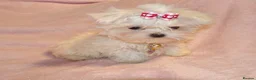 Maltese dogs for sale: ****Exquisite KC Registered Maltese Boy Puppy****  - Advert 5