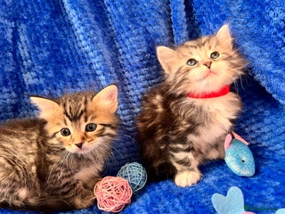 Siberian cats 🩶🩵Traditional Siberian Babies🩵🩶 - Advert 2