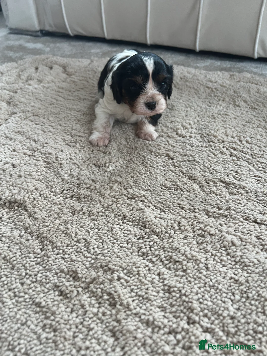 Cavalier King Charles Spaniel dogs for sale: Cavalier King Charles spaniel  - Advert 2