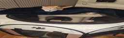 Mixed Breed cats for sale: 4 Gorgeous kittens looking for new home - Advert 18