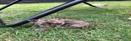 Chihuahua dogs for sale: 🌸Beautiful Chihuahua Puppies 🌸 - Advert 9