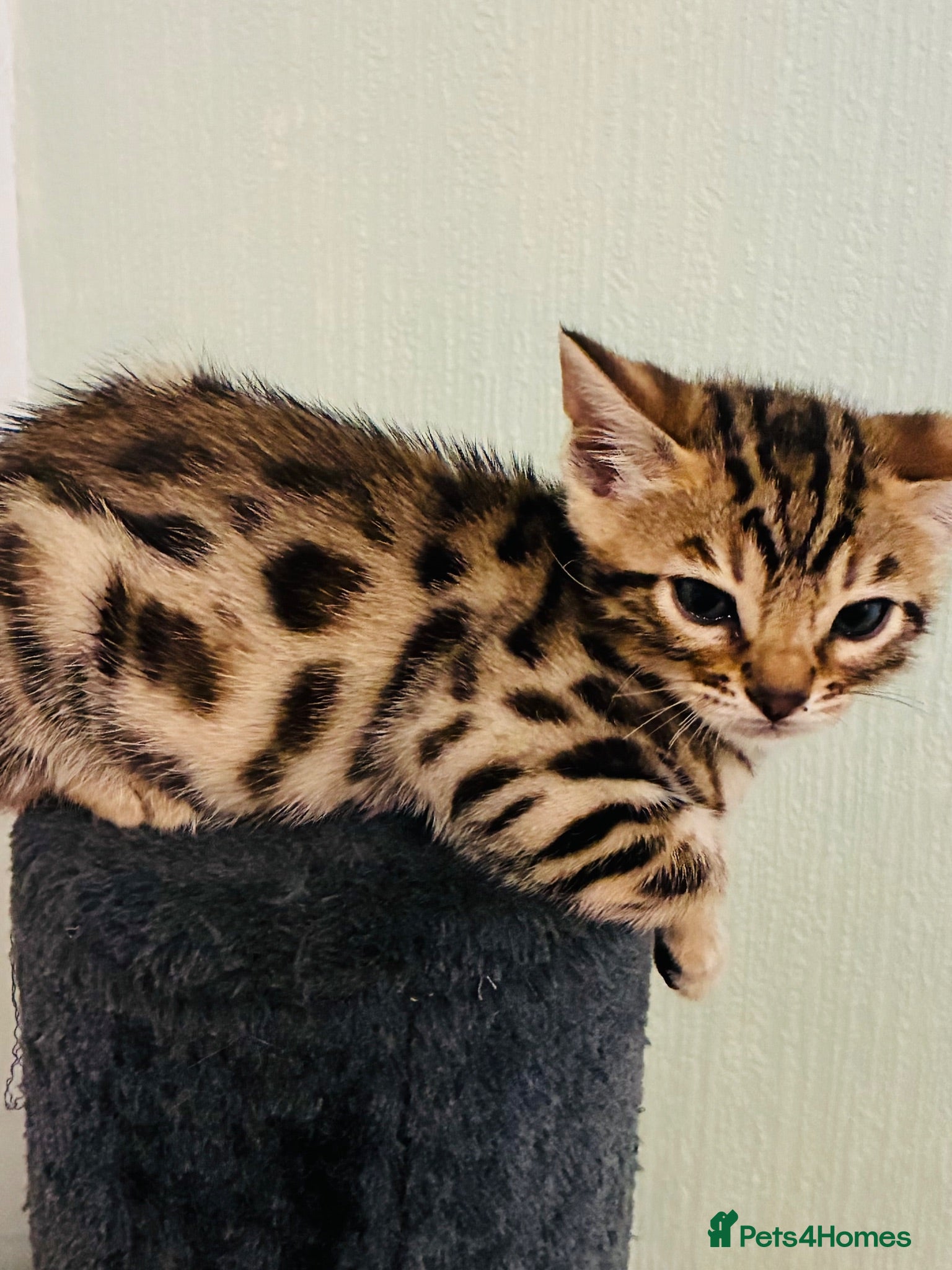 Bengal cats LAST ONE! Beautiful Bengal kittens .  - Advert 1