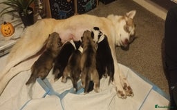 Siberian Husky dogs for sale: Serbian Huskeys  - Image 2