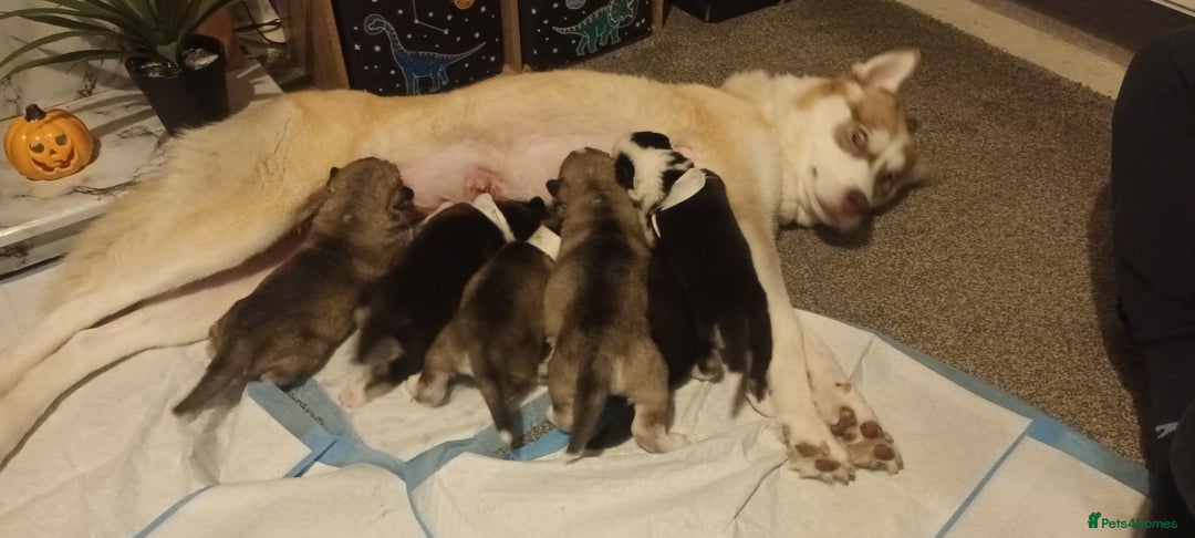 Siberian Husky dogs for sale: Serbian Huskeys  - Image 2