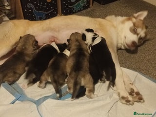 Siberian Husky dogs - Advert 7