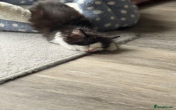 British Longhair cats for sale: 3 Gorgeous Fluffy Cuddly Babies! - Image 11