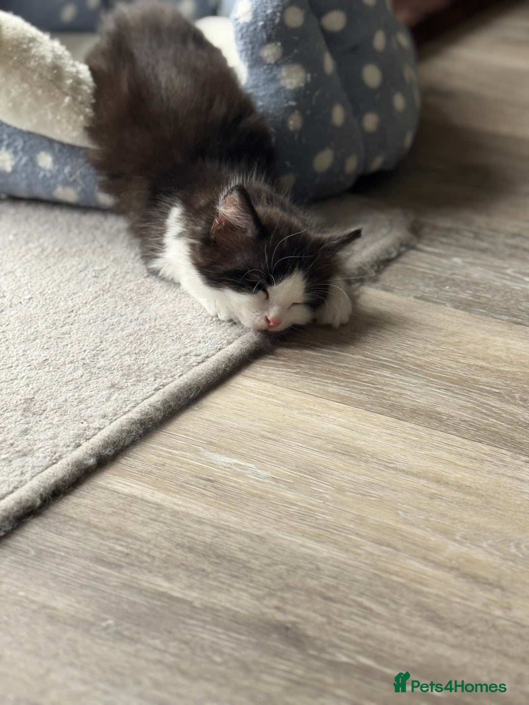 British Longhair cats for sale: 3 Gorgeous Fluffy Cuddly Babies! - Image 11