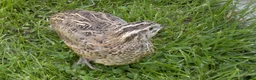 Quail poultry for sale: Japanese Quails - Advert 1