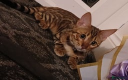 Bengal cats for sale: 3 Beautiful Bengal Kittens for sale - Image 6