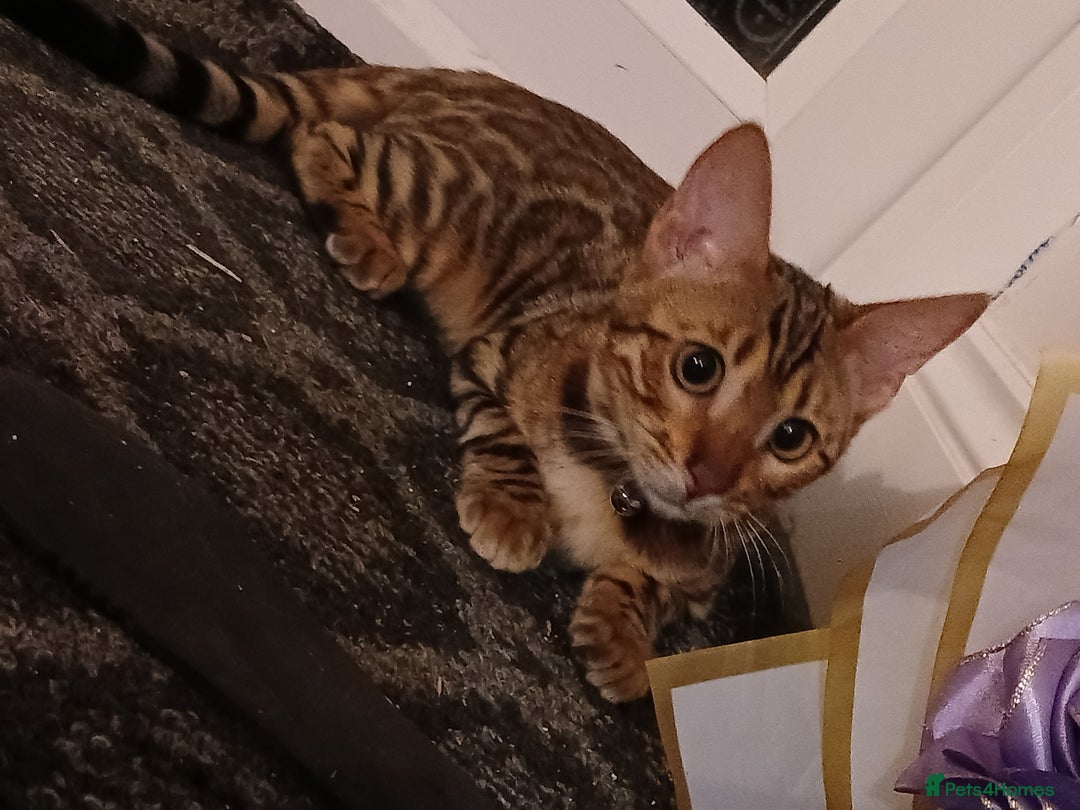 Bengal cats for sale: 3 Beautiful Bengal Kittens for sale - Image 6