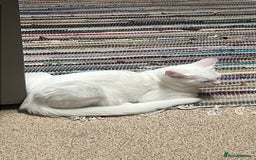 Mixed Breed cats for sale: Read description White male cat for sale for free. - Image 4