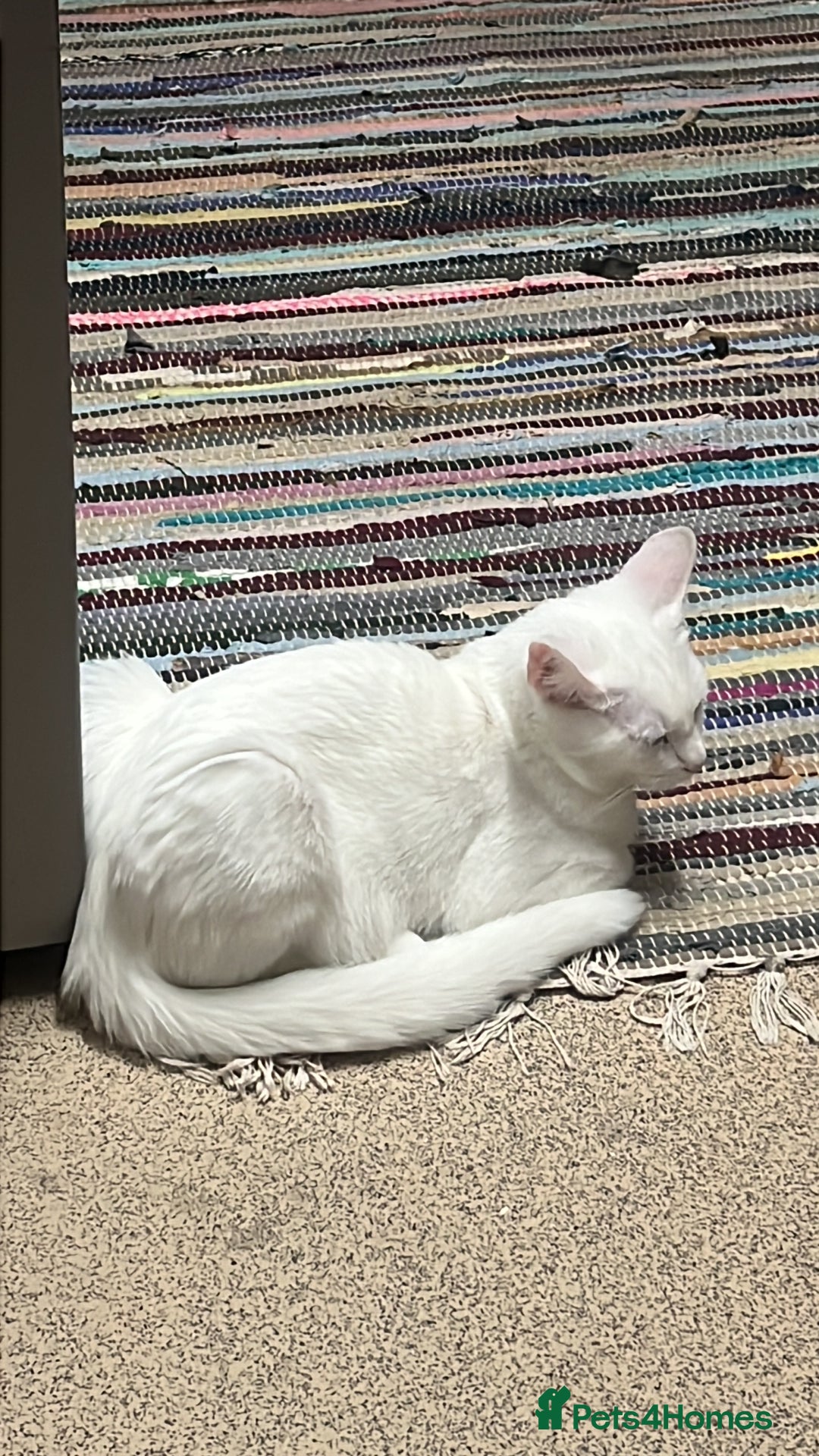 Mixed Breed cats for sale: Read description White male cat for sale for free. - Image 4