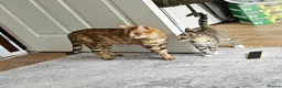 Bengal cats for sale: Female Bengal X kitten  - Advert 11