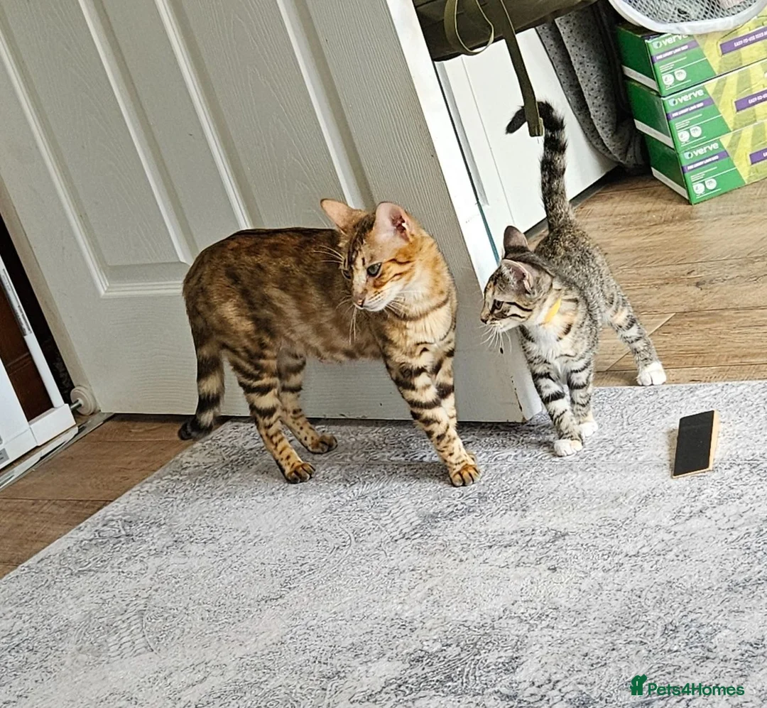 Bengal cats for sale: Female Bengal X kitten  - Advert 11