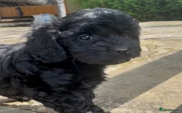 Cavapoo dogs for sale: F1 Cavapoos  - Image 10