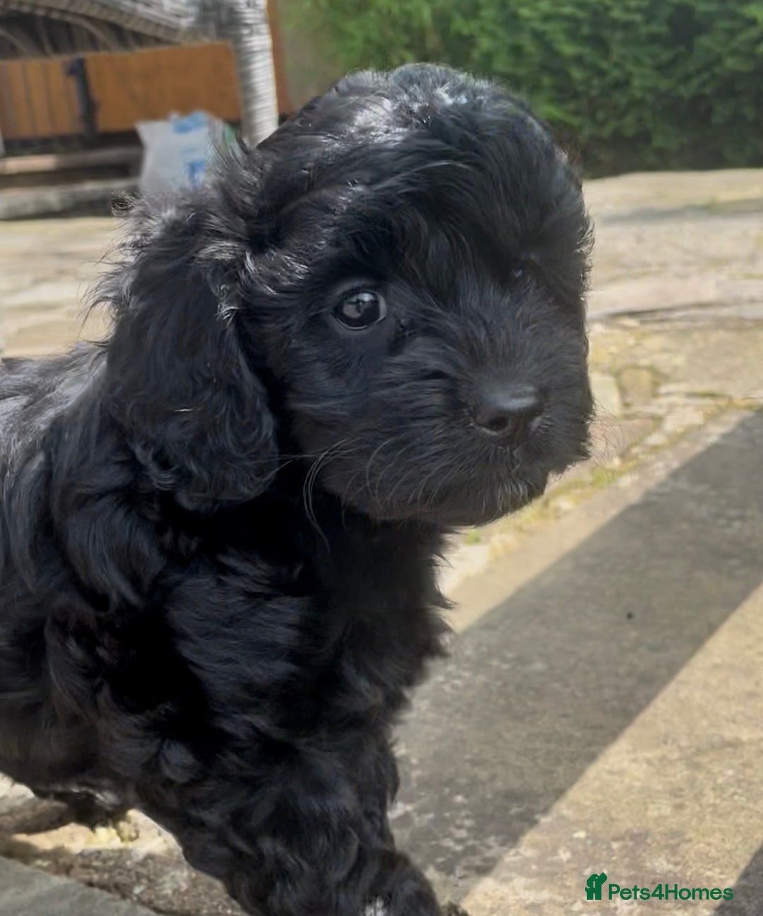 Cavapoo dogs for sale: F1 Cavapoos  - Image 10