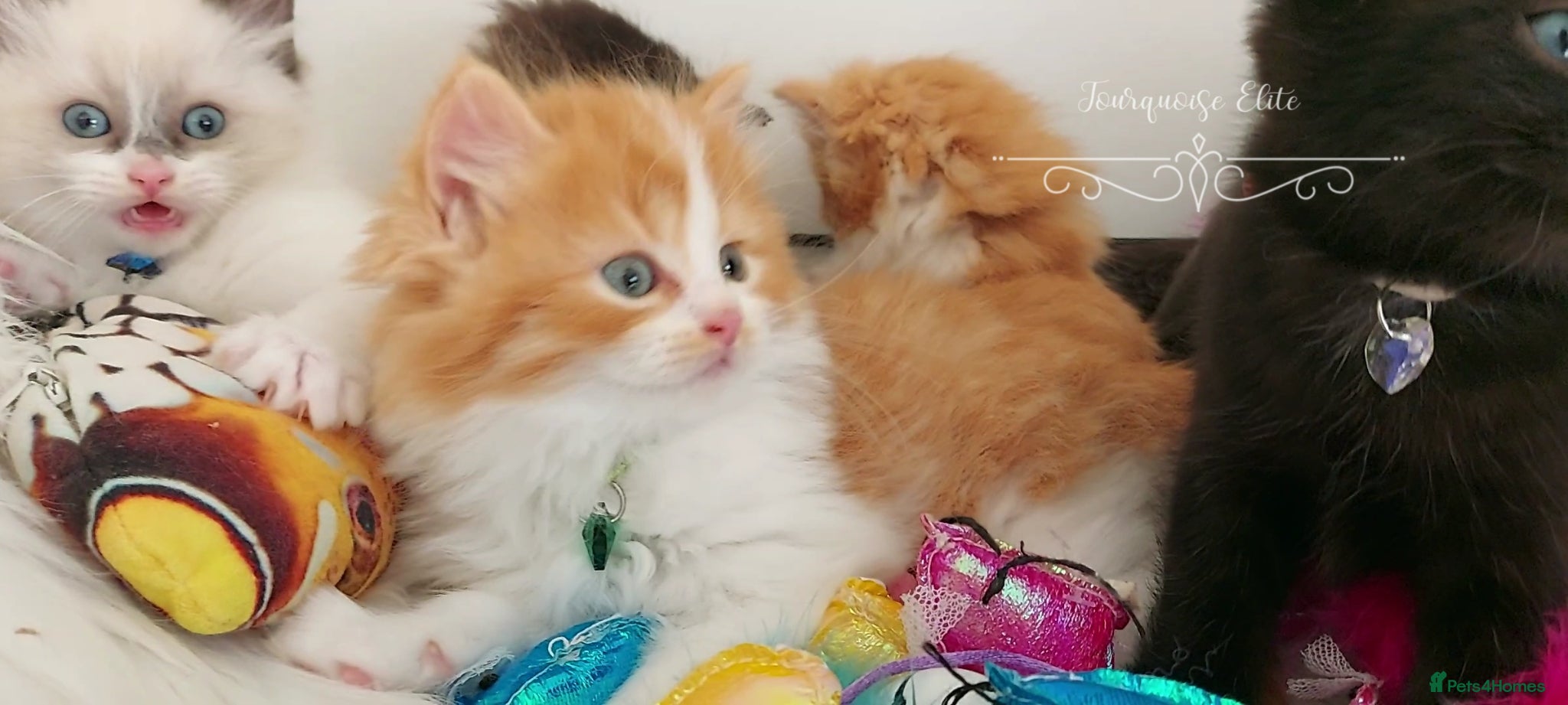 Ragdoll cats £Negotiable Beautiful cross Ragdoll/Persian😻😻😻 - Advert 2