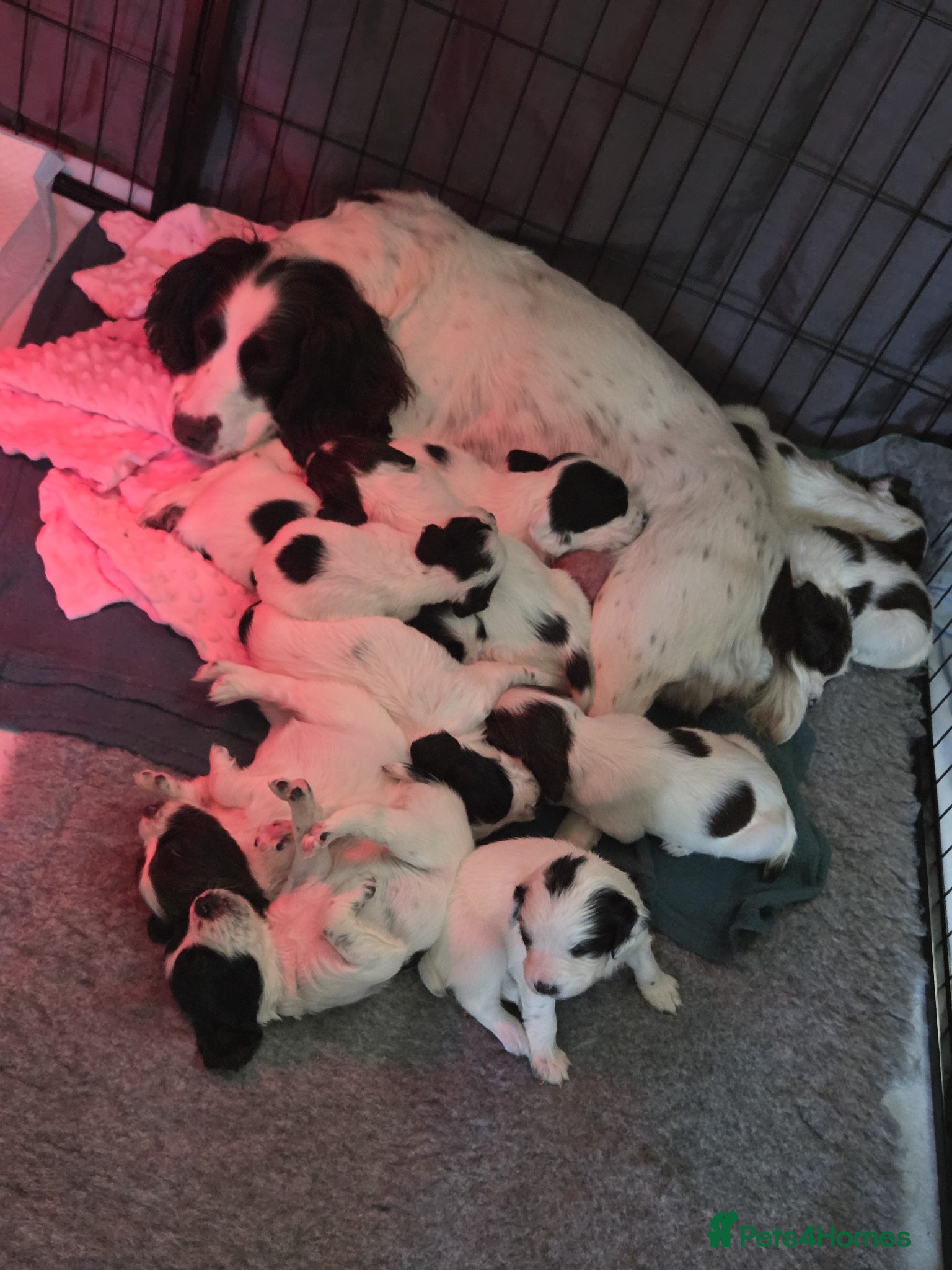 English Springer Spaniel dogs Health Tested Parents- KC Registered ESS - Advert 1