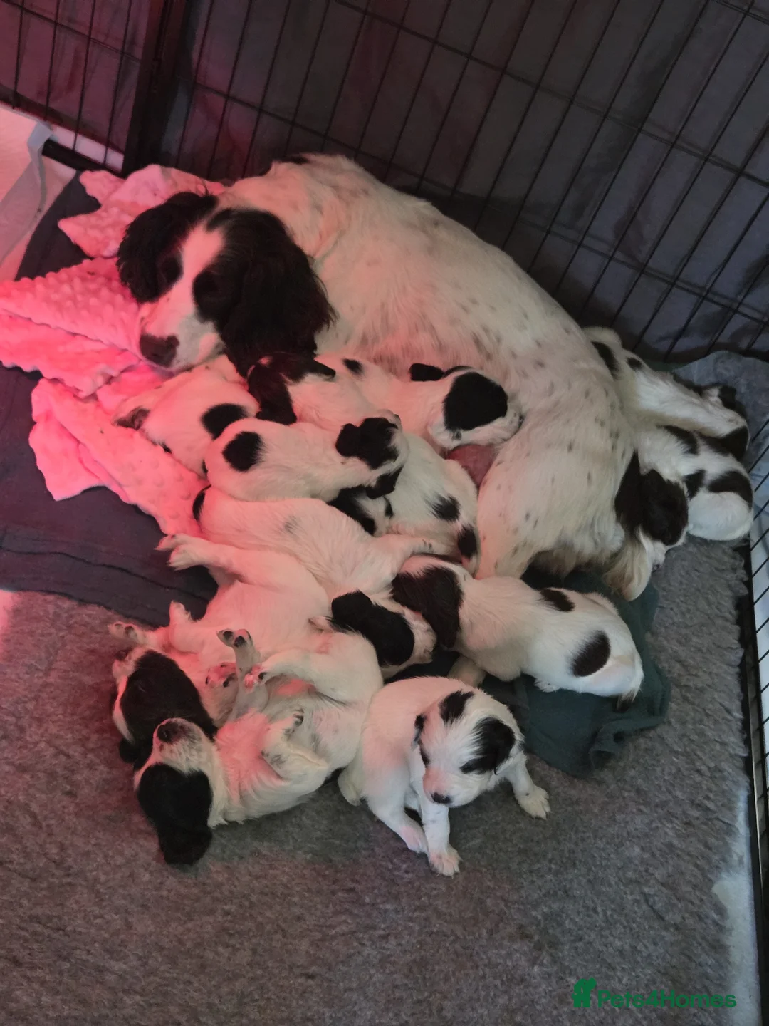 English Springer Spaniel dogs for sale: Health Tested Parents- KC Registered ESS - Advert 1
