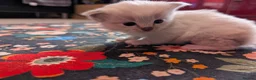 Ragdoll cats for sale: Champion bred Ragdoll kittens  - Advert 6