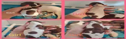 English Springer Spaniel dogs for sale: English Springer spaniel puppies - Advert 13