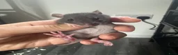 Rat rodents for sale: Baby dwarf rats for sale - Advert 2