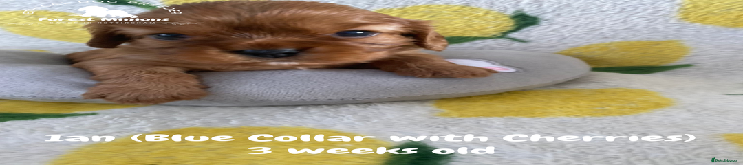 Ian