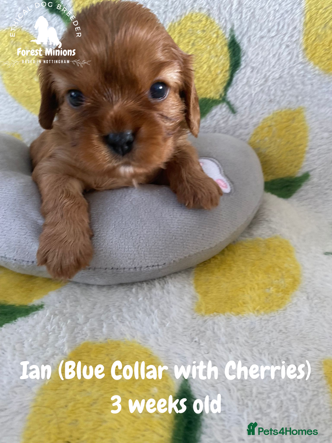 Cavalier King Charles Spaniel dogs for sale: Excessively tested Cavalier King Charles Spaniels - Image 20